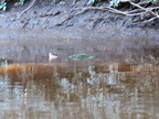 Bad pic of Snapping Turtles mating IMG 3181